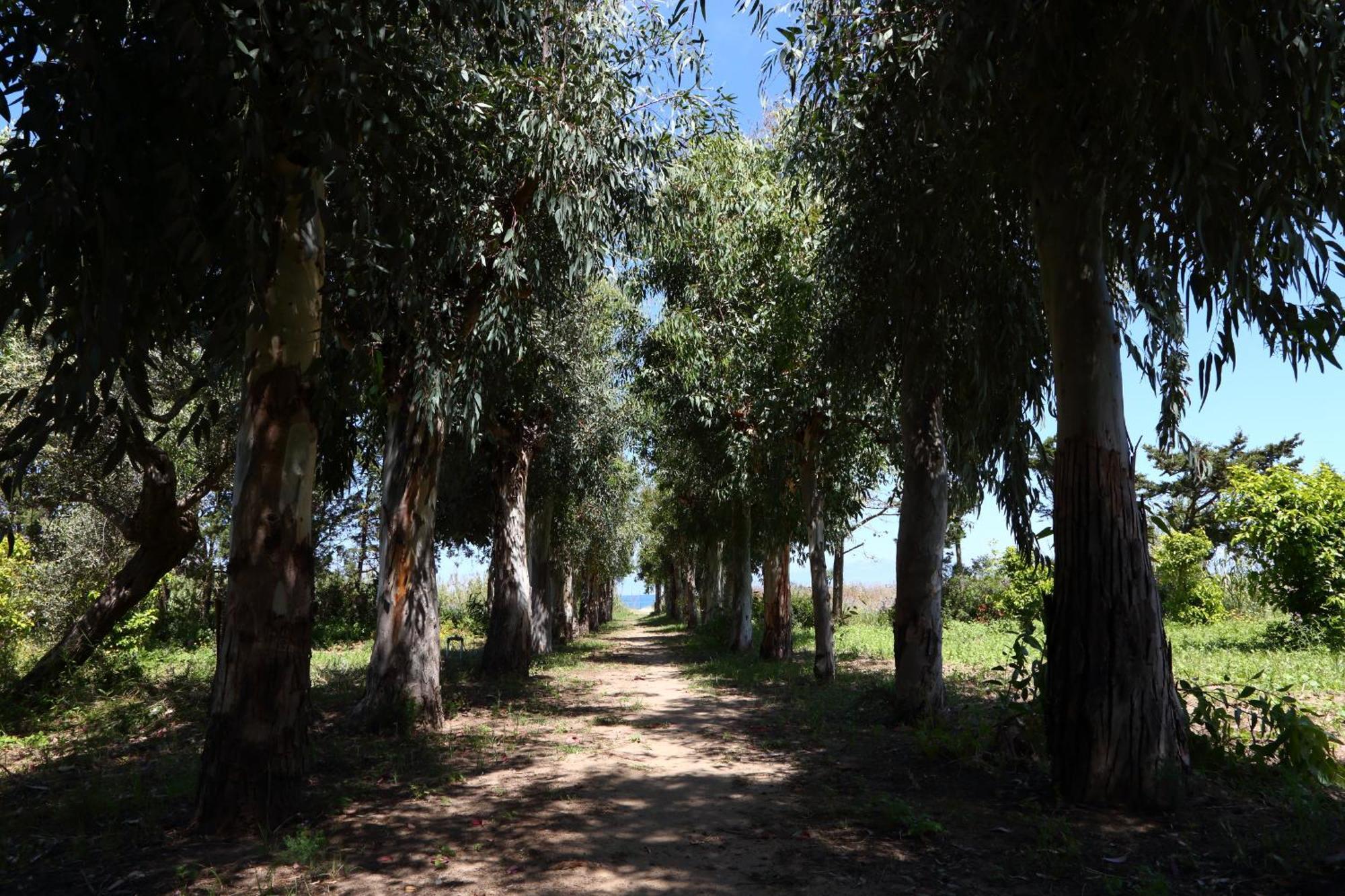Verdemare Cefalu Bagian luar foto